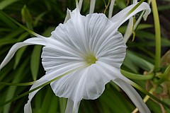 Santo Anto : Ribeira de Lombo de Pico : crinum asiaticum : Nature Plants
Cabo Verde Foto Galeria