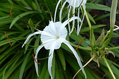 Santo Anto : Ribeira de Lombo de Pico : crinum asiaticum : Nature Plants
Cabo Verde Foto Galeria