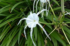 Santo Anto : Ribeira de Lombo de Pico : crinum asiaticum : Nature Plants
Cabo Verde Foto Galeria