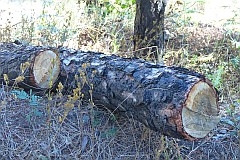 Santo Anto : Pico da Cruz : Dead logs with a rotten core : Landscape Forest
Cabo Verde Foto Gallery