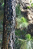 Santo Anto : Pico da Cruz : sprouting vital tree with charred trunk : Landscape
Cabo Verde Foto Gallery