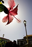Insel: So Vicente  Wanderweg:  Ort: Mindelo Motiv: Blume Hibiskus Motivgruppe: Nature Plants © Florian Drmer www.Cabo-Verde-Foto.com