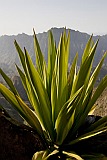 Insel: Santo Anto  Wanderweg:  Ort: Figueiral Motiv: Sisal Motivgruppe: Nature Plants © Florian Drmer www.Cabo-Verde-Foto.com