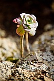 Santo Anto : Corda : planta : Nature Plants
Cabo Verde Foto Galeria