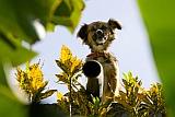 Insel: Santo Anto  Wanderweg:  Ort: Vila das Pombas Motiv: Hund Motivgruppe: Nature Animals © Florian Drmer www.Cabo-Verde-Foto.com