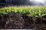 Santo Anto : R de Penede  : writing on bolder : Art
Cabo Verde Foto Gallery