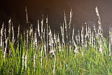 Santo Anto : R de Penede  : flowering sugar cane : Landscape Agriculture
Cabo Verde Foto Gallery