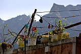 Santo Anto : Pal : flowers : Nature Plants
Cabo Verde Foto Gallery