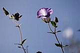 Santo Anto : Pal : flowers : Nature Plants
Cabo Verde Foto Gallery