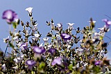 Santo Anto : Pal : flowers : Nature Plants
Cabo Verde Foto Gallery