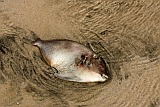 Insel: Sal  Wanderweg:  Ort: Santa Maria Motiv: Fisch Motivgruppe: Nature Animals © Florian Drmer www.Cabo-Verde-Foto.com