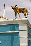 Insel: Sal  Wanderweg:  Ort: Santa Maria Motiv: Hund Motivgruppe: Nature Animals © Florian Drmer www.Cabo-Verde-Foto.com