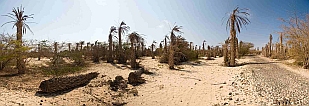 Insel: Boa Vista  Wanderweg:  Ort:  Motiv: Palmen Motivgruppe: Landscape Desert © Florian Drmer www.Cabo-Verde-Foto.com