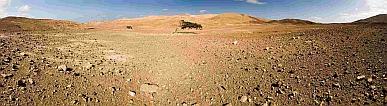 Insel: Maio  Wanderweg:  Ort:  Motiv: Der Baum Motivgruppe: Landscape Desert © Florian Drmer www.Cabo-Verde-Foto.com