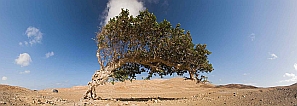 Insel: Maio  Wanderweg:  Ort:  Motiv: Der Baum Motivgruppe: Landscape Desert © Florian Drmer www.Cabo-Verde-Foto.com