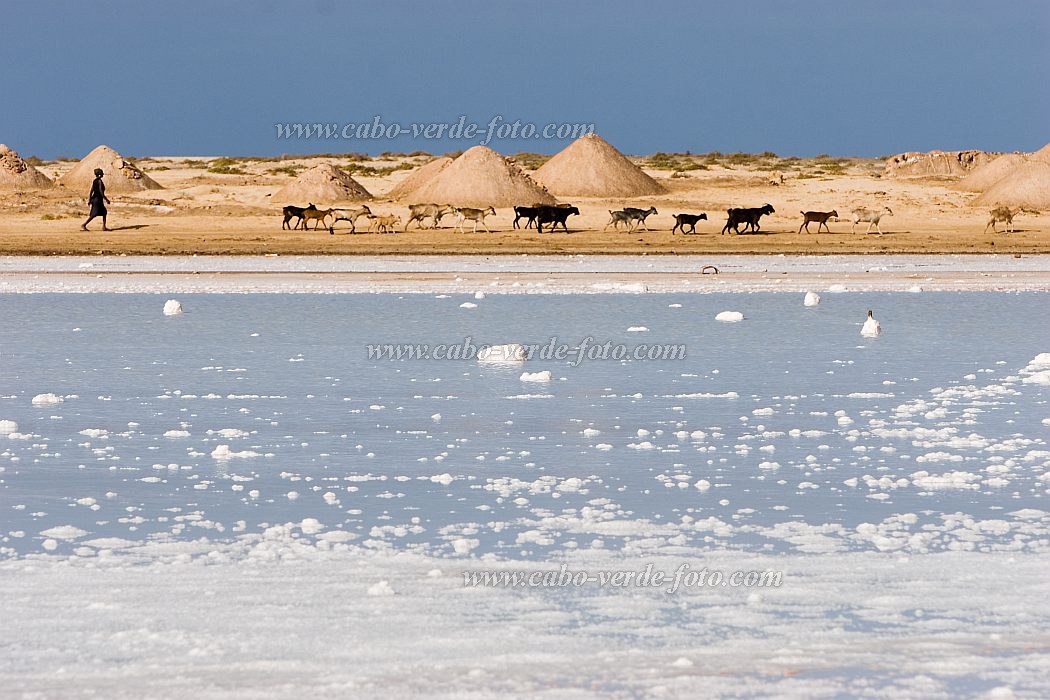 Insel: Maio  Wanderweg:  Ort: Saline Motiv: Saline Motivgruppe: Landscape Agriculture © Florian Drmer www.Cabo-Verde-Foto.com