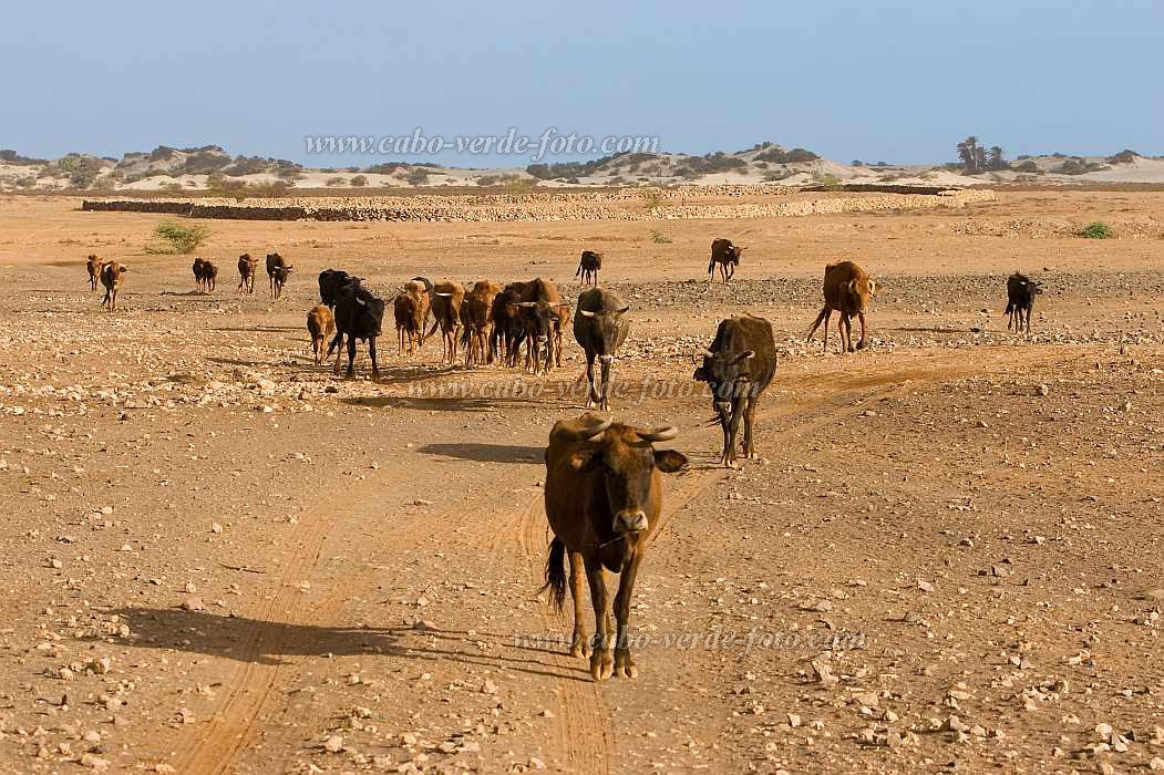 Maio : Terras Salgadas : cow : Technology AgricultureCabo Verde Foto Gallery