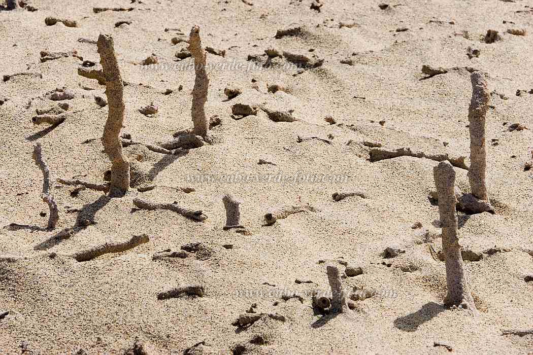 Maio : Terras Salgadas : coral : NatureCabo Verde Foto Gallery