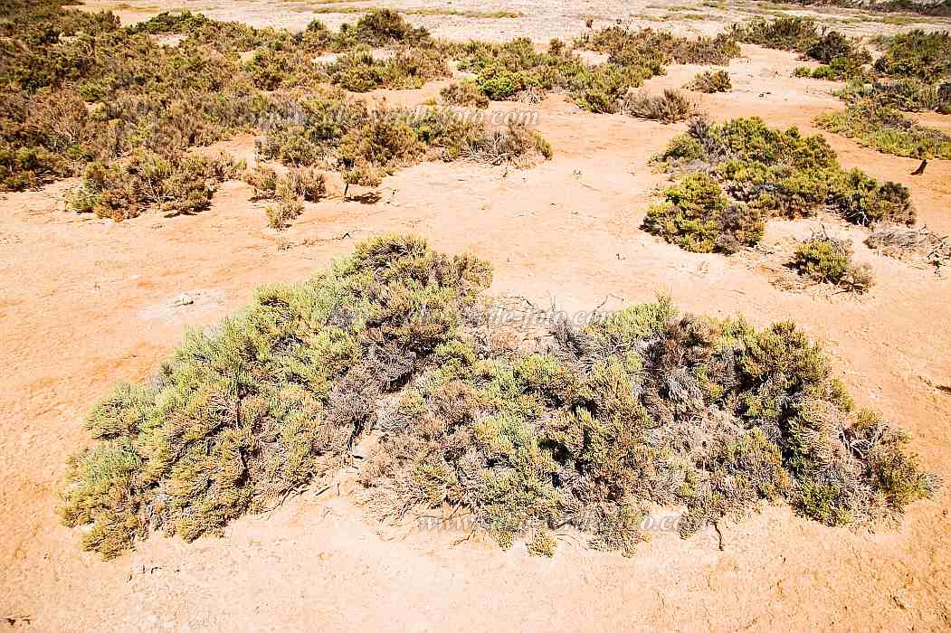 Insel: Maio  Wanderweg:  Ort: Terras Salgadas Motiv: Salzliebende Pflanze Motivgruppe: Nature Plants © Florian Drmer www.Cabo-Verde-Foto.com