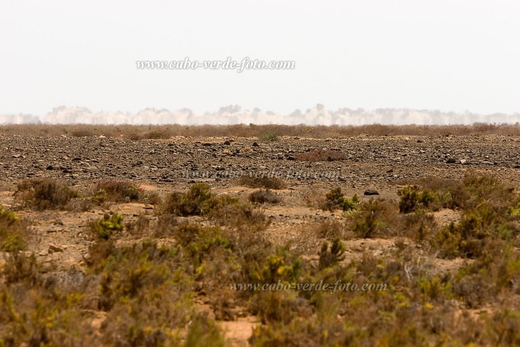 Maio : Terras Salgadas : desert : Landscape DesertCabo Verde Foto Gallery