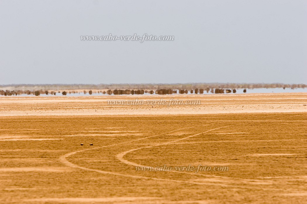 Insel: Maio  Wanderweg:  Ort: Terras Salgadas Motiv: Fata Morgana Motivgruppe: Landscape Desert © Florian Drmer www.Cabo-Verde-Foto.com