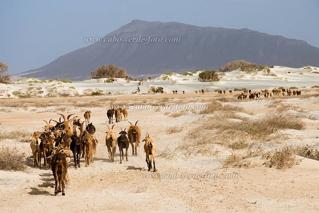 Maio : Terras Salgadas : goat : Landscape DesertCabo Verde Foto Gallery