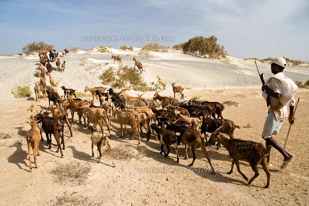 Insel: Maio  Wanderweg:  Ort: Terras Salgadas Motiv: Ziege Motivgruppe: Landscape Desert © Florian Drmer www.Cabo-Verde-Foto.com