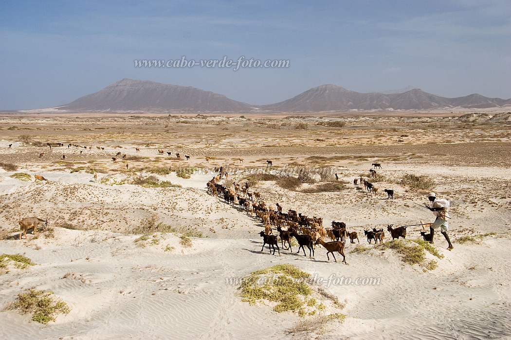 Maio : Terras Salgadas : goat : Landscape DesertCabo Verde Foto Gallery