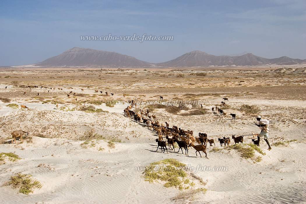 Maio : Terras Salgadas : capra : Landscape DesertCabo Verde Foto Gallery