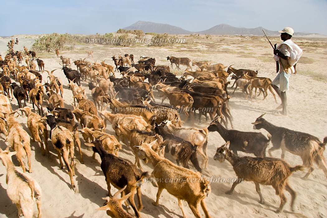 Maio : Terras Salgadas : goat : Landscape DesertCabo Verde Foto Gallery