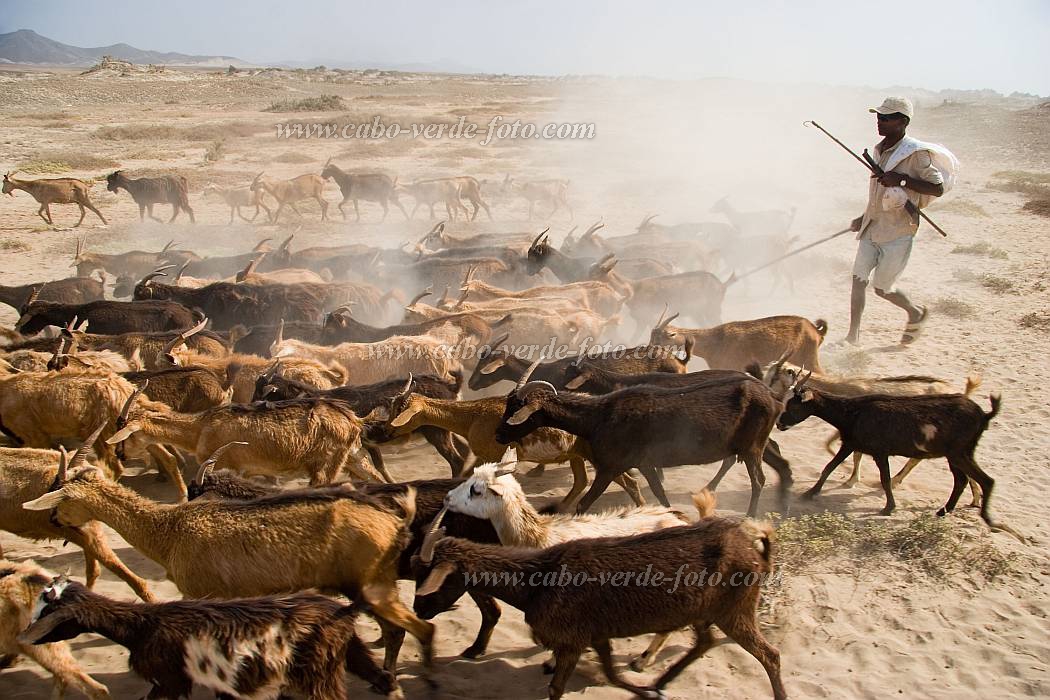 Maio : Terras Salgadas : capra : People WorkCabo Verde Foto Gallery