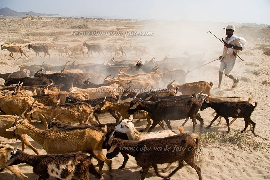 Maio : Terras Salgadas : goat : People WorkCabo Verde Foto Gallery