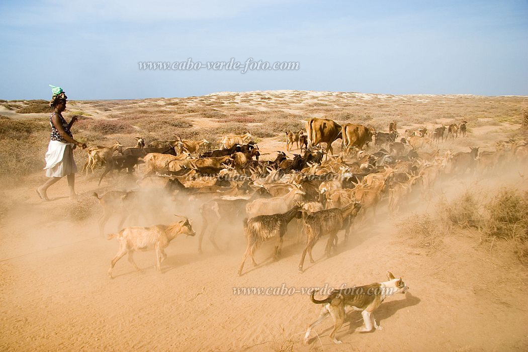 Maio : Terras Salgadas : goat : People WorkCabo Verde Foto Gallery