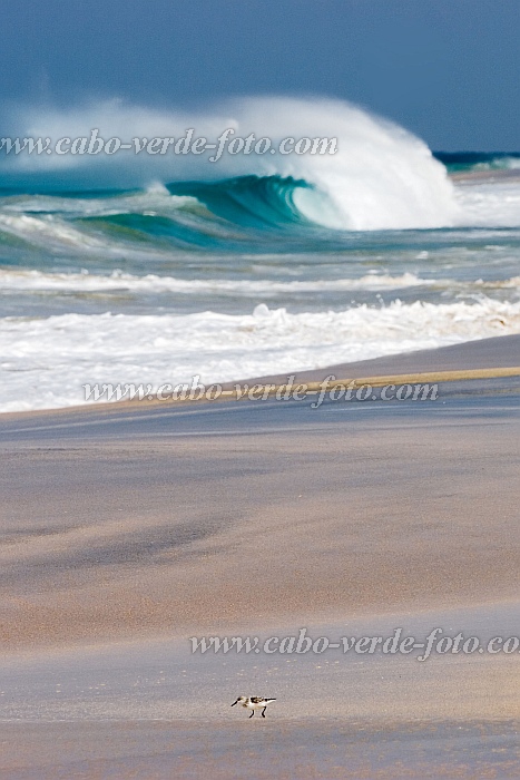 Insel: Maio  Wanderweg:  Ort: Vila do Maio Motiv: Vogel Motivgruppe: Landscape Sea © Florian Drmer www.Cabo-Verde-Foto.com