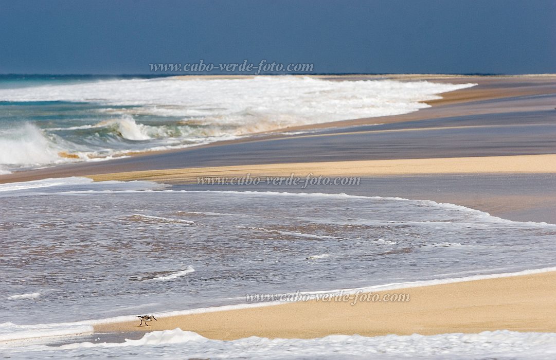 Maio : Vila do Maio : bird : Landscape SeaCabo Verde Foto Gallery