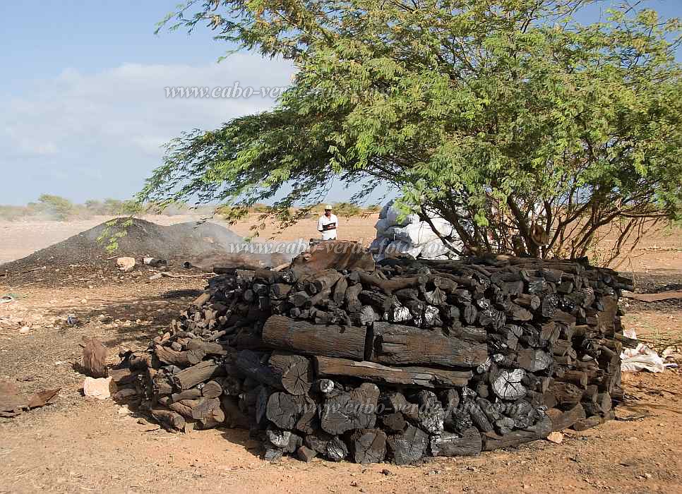 Maio : Cascabulho : carvo vegetal : People WorkCabo Verde Foto Gallery