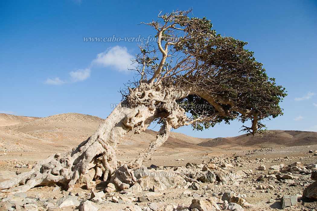 Maio : Cho de Estancia : tree : Landscape DesertCabo Verde Foto Gallery