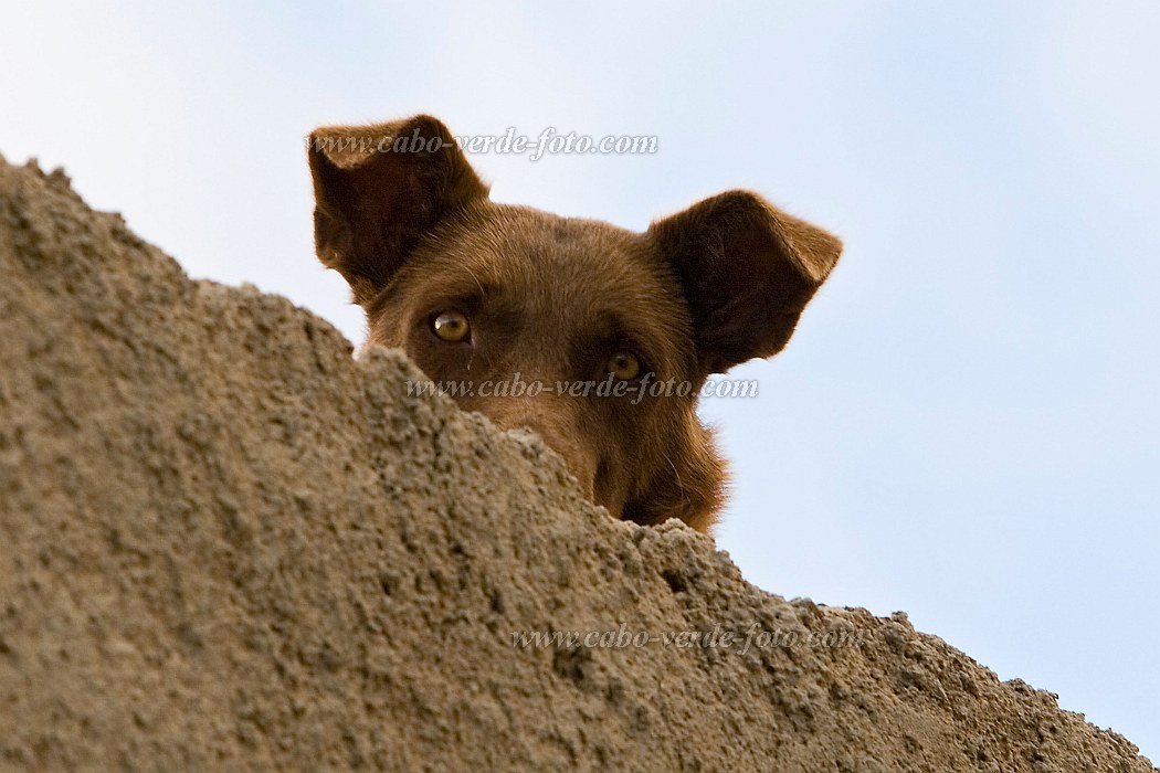 Boa Vista : Sal Rei : dog : Nature AnimalsCabo Verde Foto Gallery