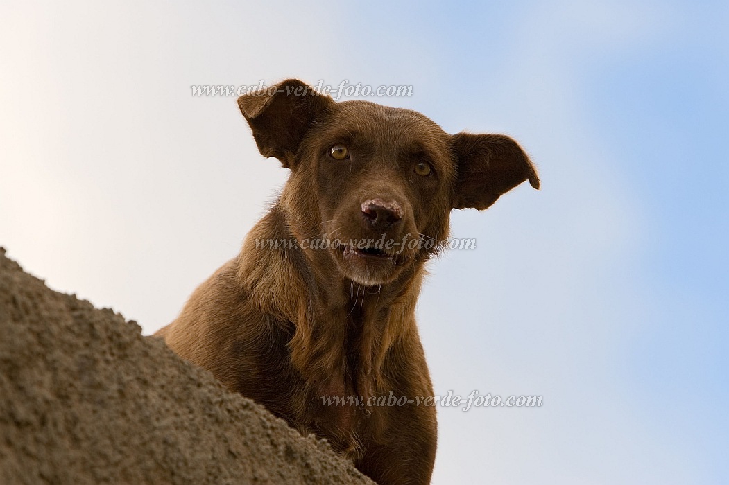 Boa Vista : Sal Rei : dog : Nature AnimalsCabo Verde Foto Gallery