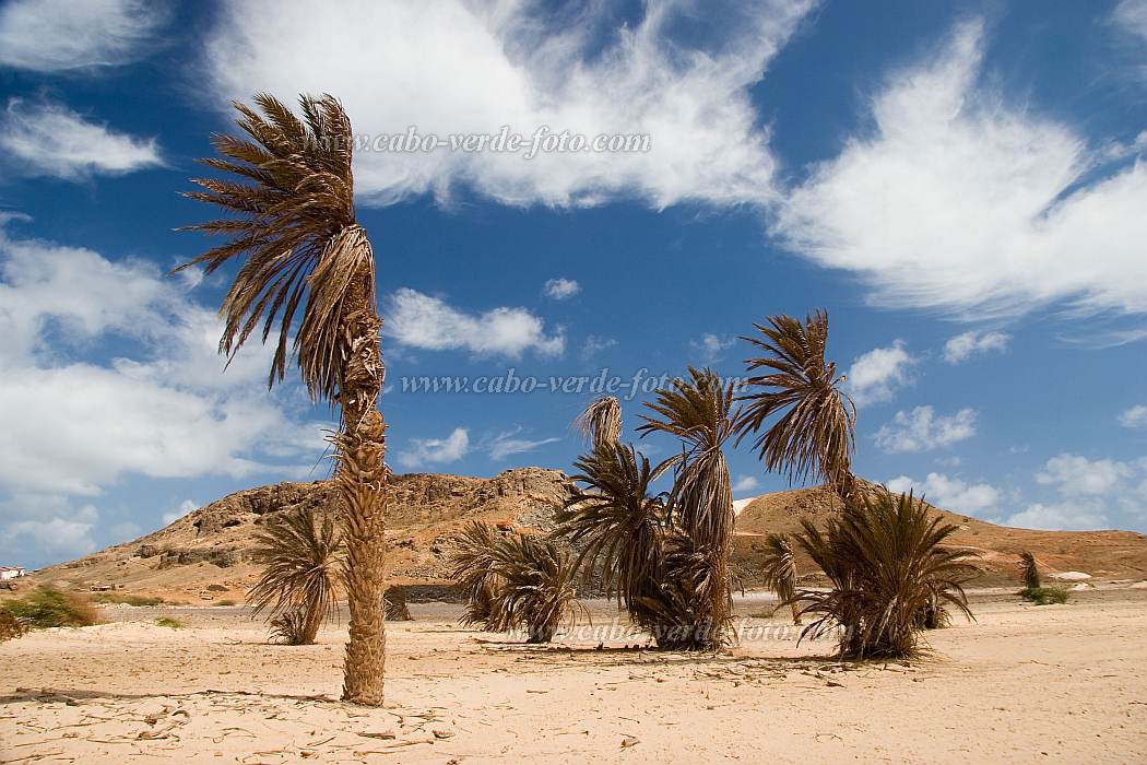 Insel: Boa Vista  Wanderweg:  Ort: Sal Rei Motiv: Palme Motivgruppe: Landscape Desert © Florian Drmer www.Cabo-Verde-Foto.com