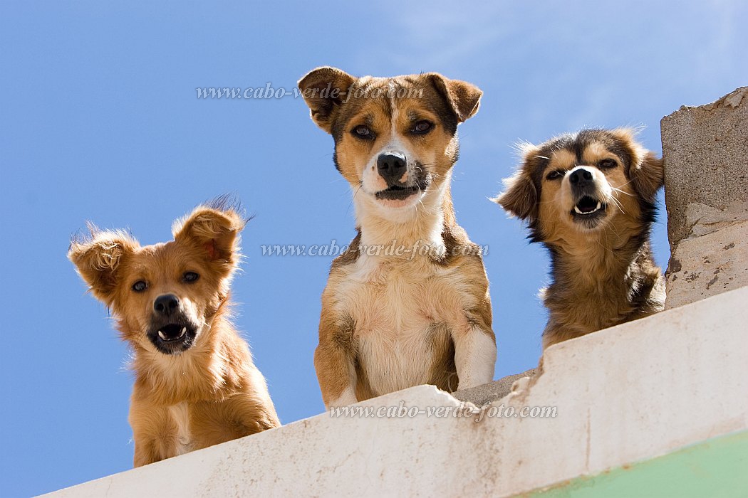 Boa Vista : Sal Rei : dog : Nature AnimalsCabo Verde Foto Gallery