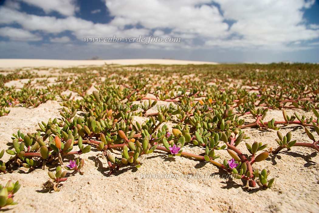 Boa Vista : Praia de Chave : flower : Nature PlantsCabo Verde Foto Gallery