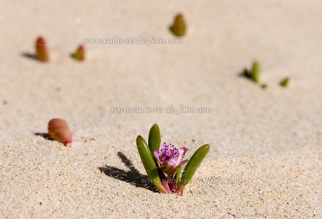 Boa Vista : Praia de Chave : flower : Nature PlantsCabo Verde Foto Gallery