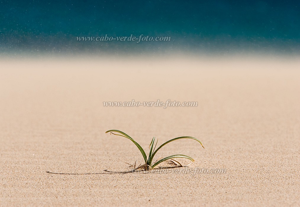 Insel: Boa Vista  Wanderweg:  Ort: Praia de Chave Motiv: Dne Motivgruppe: Nature Plants © Florian Drmer www.Cabo-Verde-Foto.com