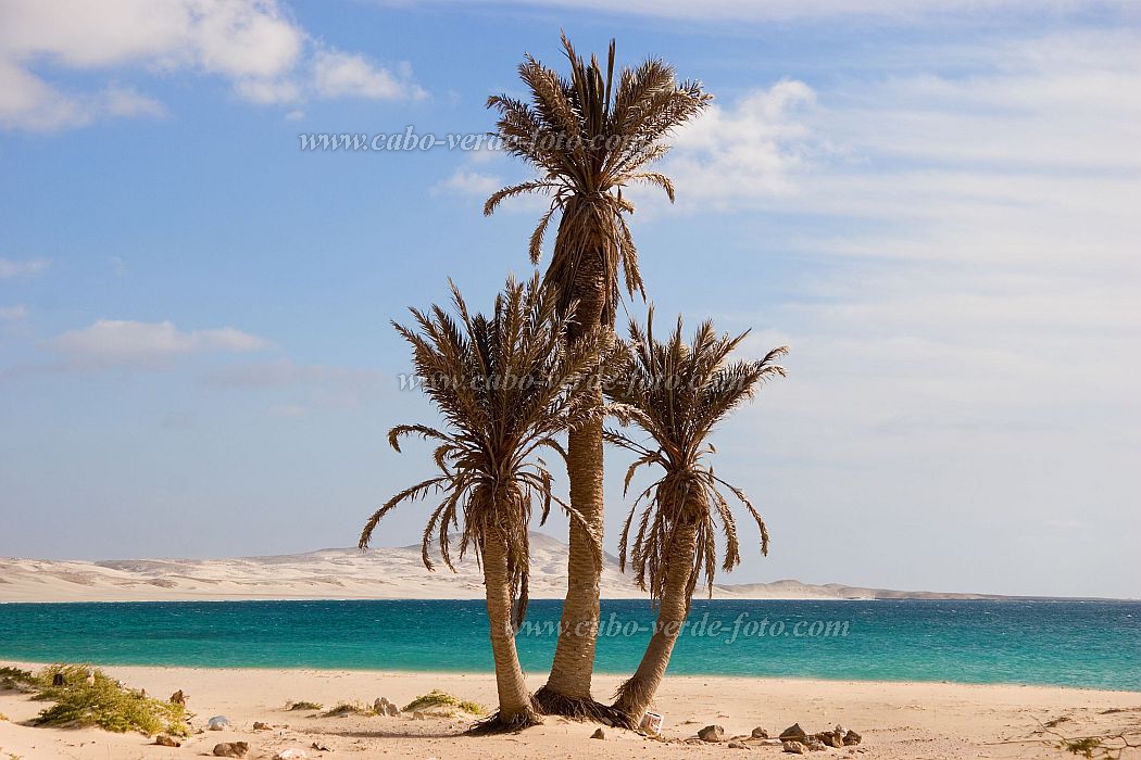 Insel: Boa Vista  Wanderweg:  Ort: Praia da Chave Motiv: Palme Motivgruppe: Landscape Sea © Florian Drmer www.Cabo-Verde-Foto.com