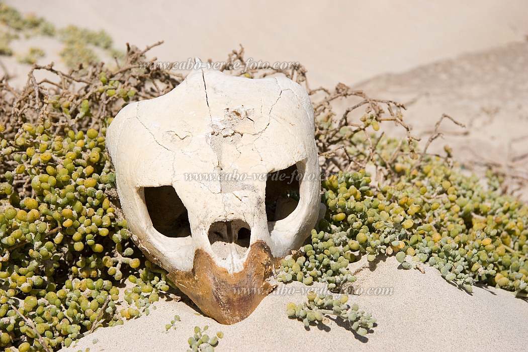 Insel: Boa Vista  Wanderweg:  Ort: Cabo Santa Maria Motiv: Schildkrte Motivgruppe: Nature Animals © Florian Drmer www.Cabo-Verde-Foto.com