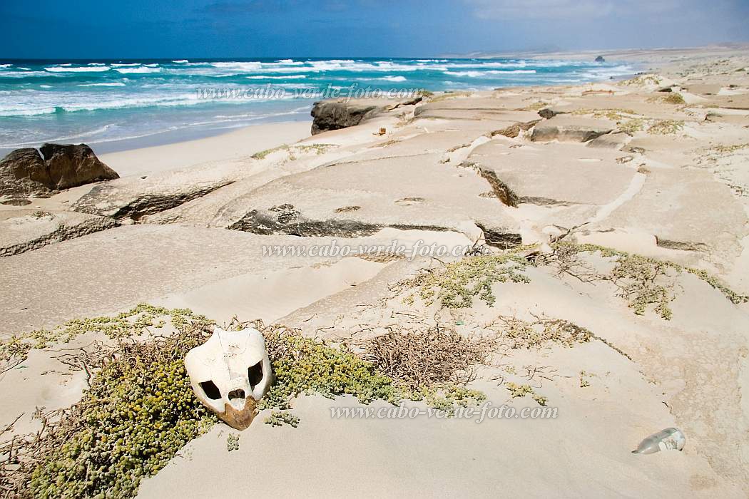 Insel: Boa Vista  Wanderweg:  Ort: Cabo Santa Maria Motiv: Schildkrte Motivgruppe: Nature Animals © Florian Drmer www.Cabo-Verde-Foto.com