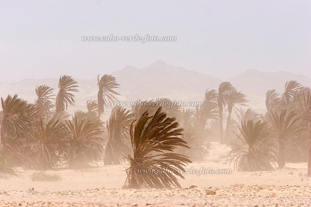 Insel: Boa Vista  Wanderweg:  Ort: Sal Rei Motiv: Sandsturm Harmattan Motivgruppe: Landscape Desert © Florian Drmer www.Cabo-Verde-Foto.com