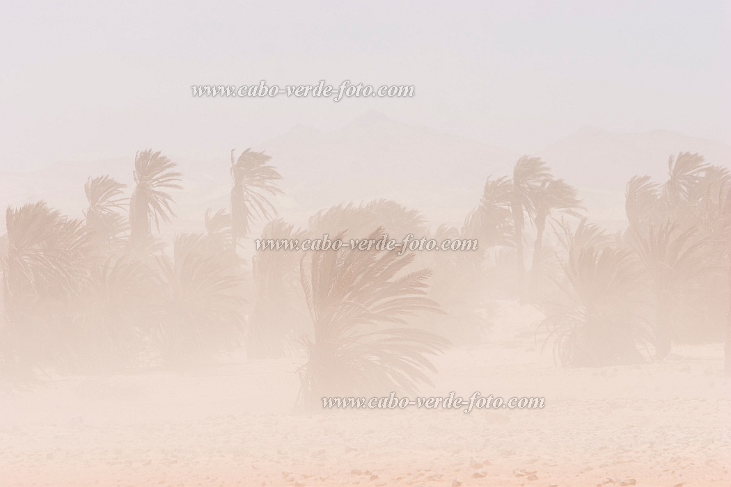 Boa Vista : Sal Rei : sandstorm harmattan : Landscape DesertCabo Verde Foto Gallery