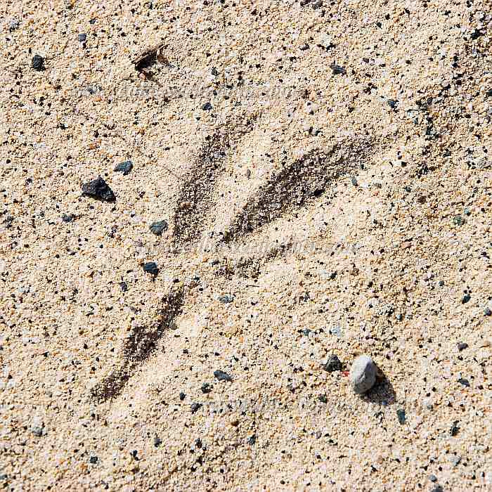 Boa Vista : Sal Rei : desert crow : Nature AnimalsCabo Verde Foto Gallery